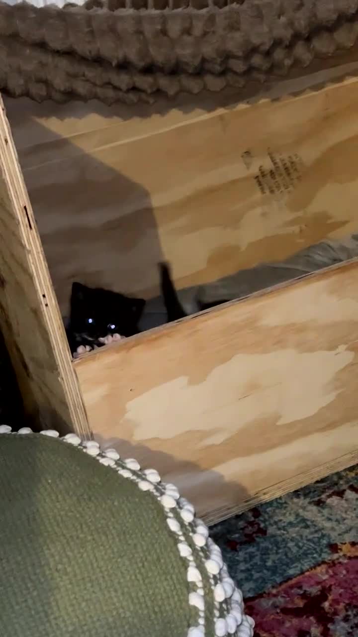 Norwegian Forest Cat cats for sale: BLACK&SILVER NORWEGIAN BOY LEFT  - Video 2