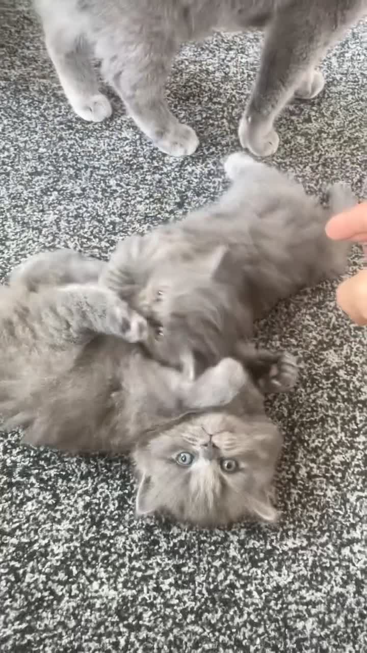 British Shorthair cats for sale: 3 Gorgeous BSH kittens looking to be rehomed. - Video 1