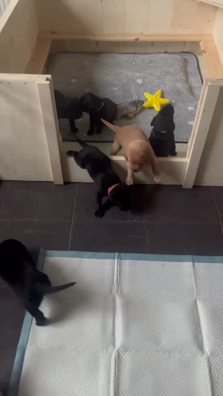 Labrador Retriever dogs for sale: Beautiful KC Registered labrador puppies for sale - Video 1
