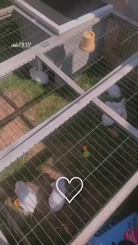 Mixed Breed rabbits for sale: Baby bunny’s - Video 1