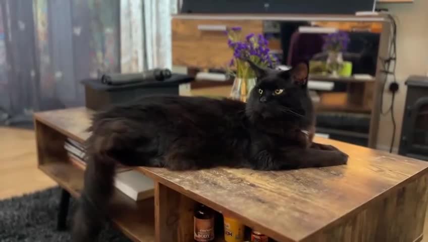 Maine Coon cats for stud: Maincoon Stud  in Bracknell - Video 1
