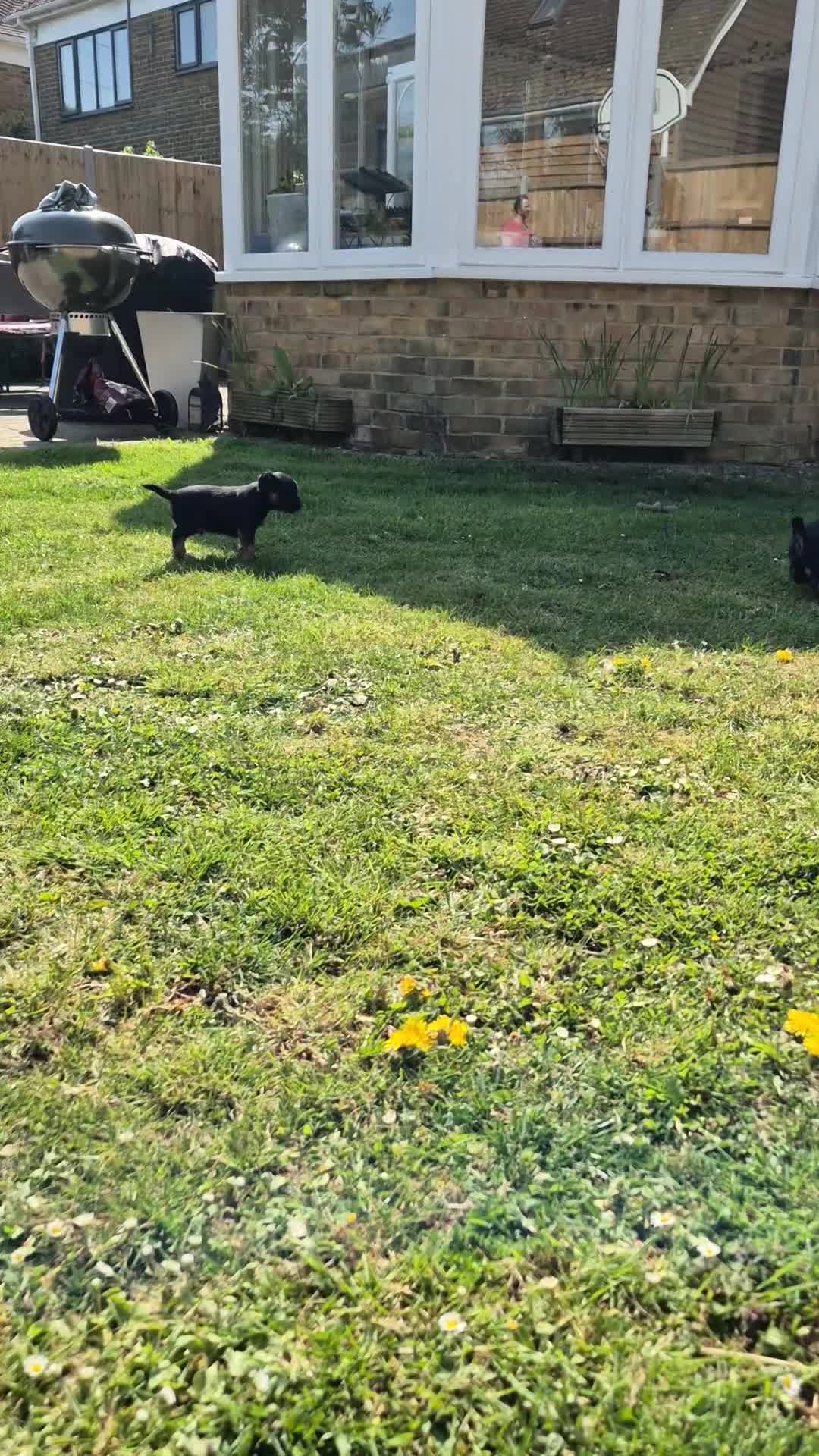 Border Terrier dogs for sale: KC Reg. Blue & Tan Border Terrier Puppy For Sale in Maidstone - Video 1