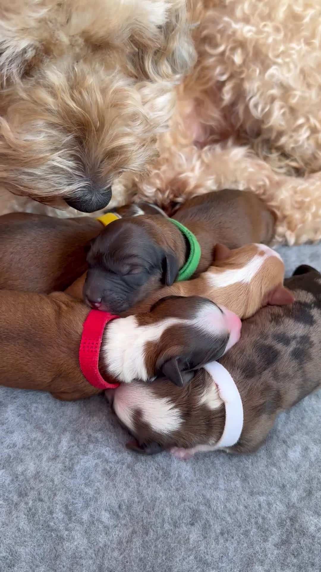 Mixed Breed dogs for sale: Tibetan Terrier Cross Puppies  - Video 1