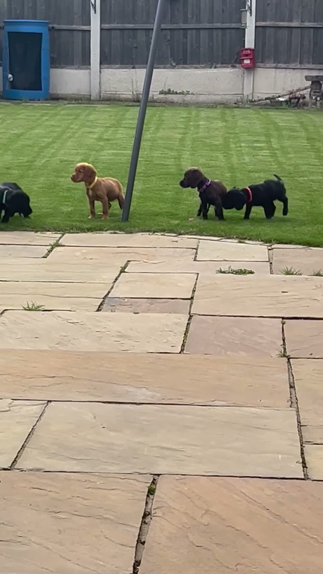 Cocker Spaniel dogs for sale: Cocker spaniel puppies - Video 2