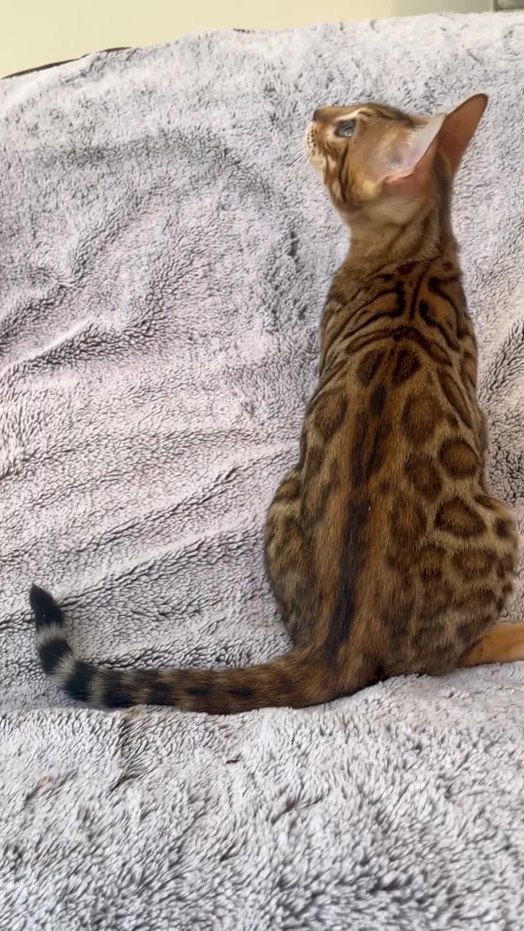 Bengal cats for sale: 😻OUTSTANDING TICA reg BENGAL KITTENS  - Video 2