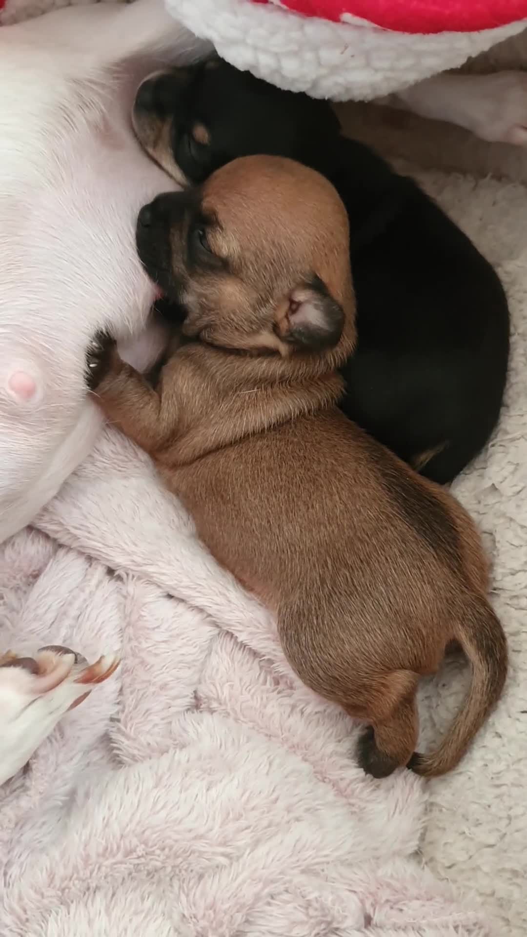 Chiweenie dogs for sale: Chihuahua pups - Video 1