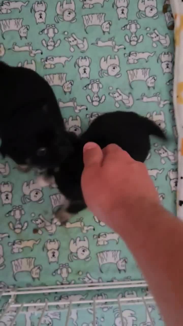 Chihuahua dogs for sale: 3 Adorable little princes chihuahua puppies - Video 4