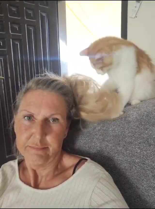 Mixed Breed cats for adoption: Lawrence - Video 2