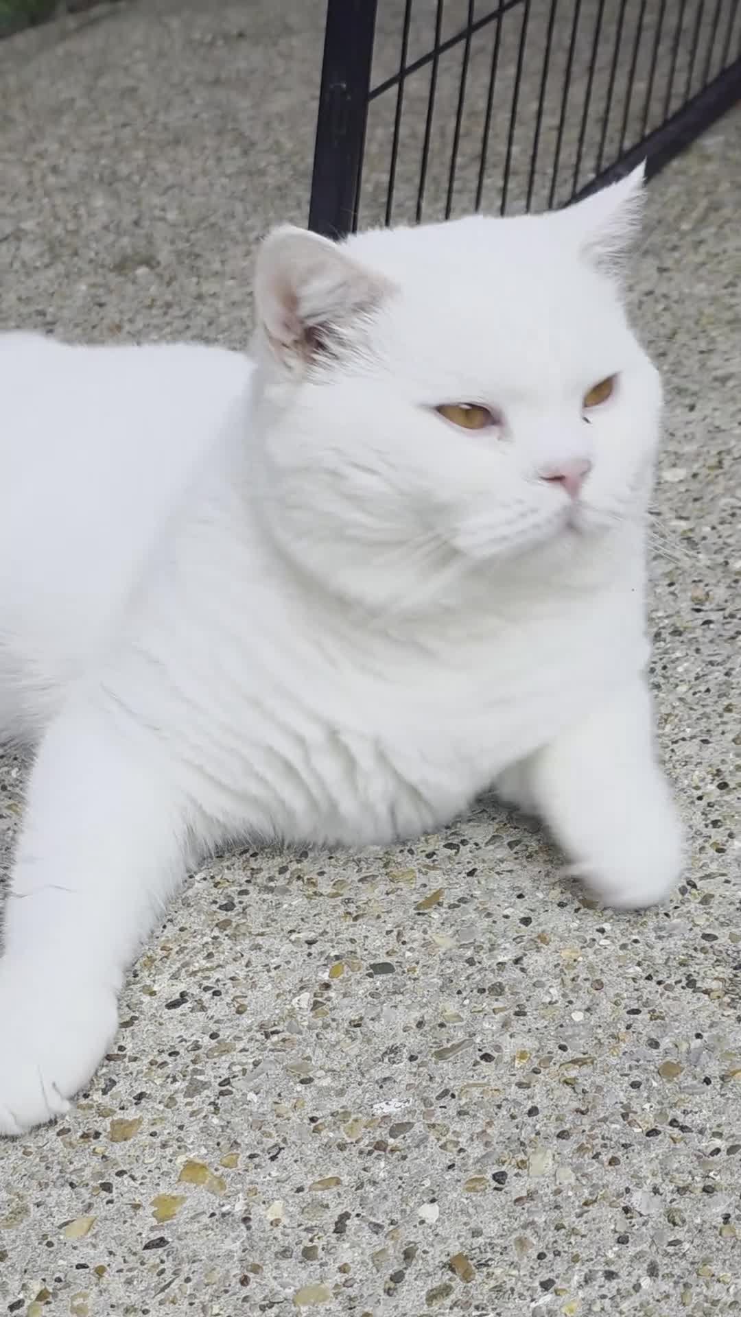 British Shorthair cats for stud: 🤍 PROVEN White British Shorthair Stud Service 🤍 - Video 1