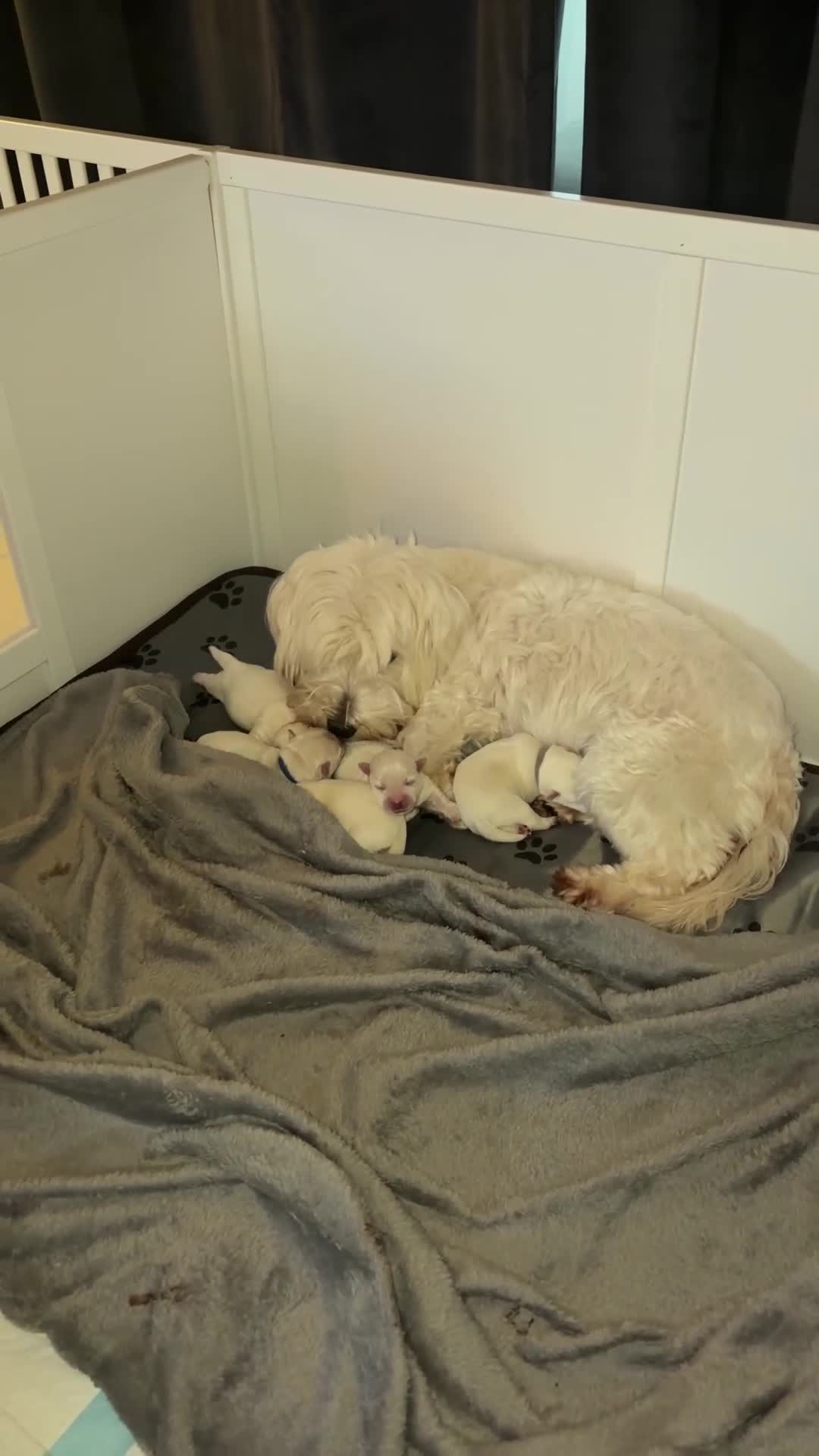 West Highland Terrier dogs for sale: 5 male westie boys  in Prestonpans - Video 1