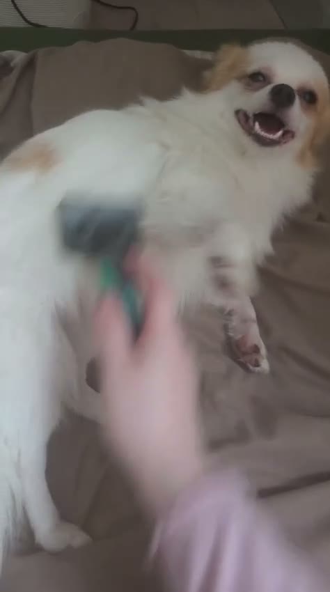 Mixed Breed dogs for sale: Beautiful Toy breed Very Affectionate - Video 1