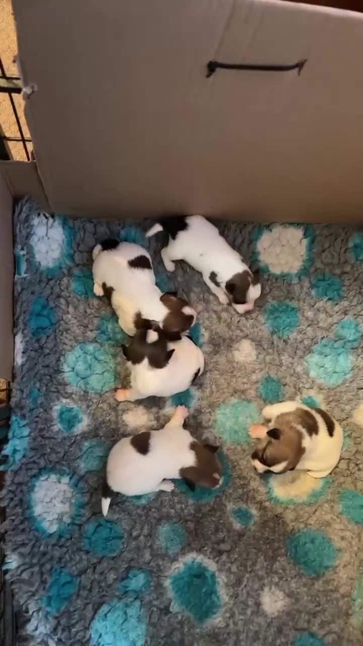 Jack Russell dogs for sale: Pedigree Jack Russell Terriers - Video 3