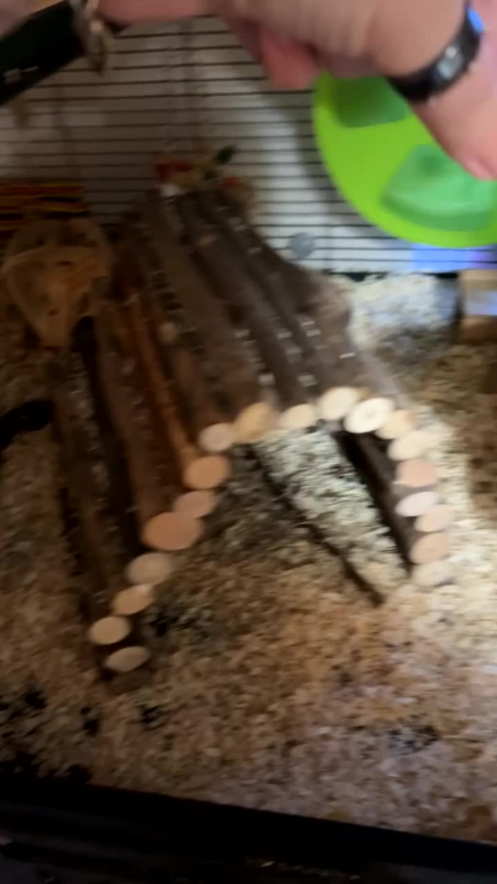 Degus rodents for sale: 2 Male Degus - Video 1