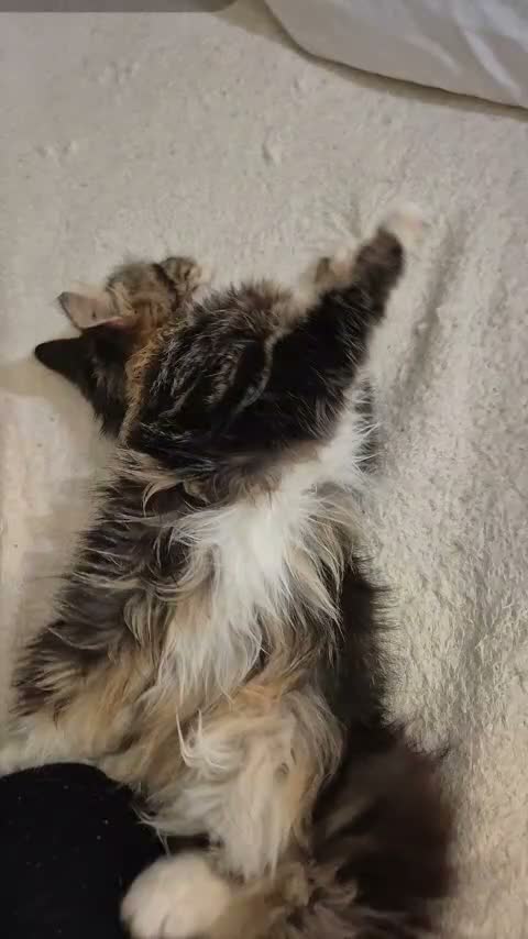 Mixed Breed cats for sale: Beautiful mixed breed fluffy girl  in Birmingham - Video 3