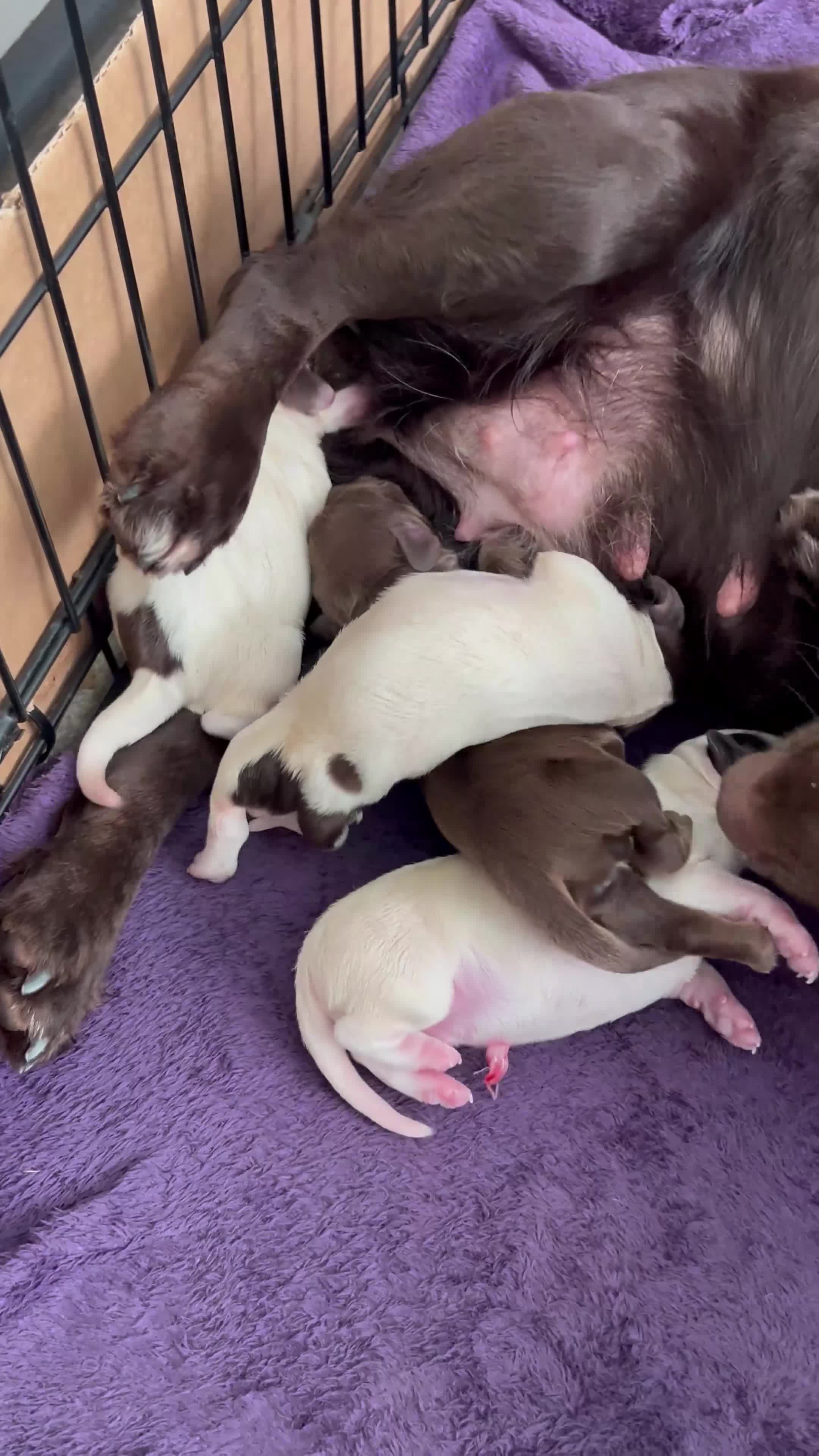 Cocker Spaniel dogs for sale: Working cocker spaniel pups  - Video 1