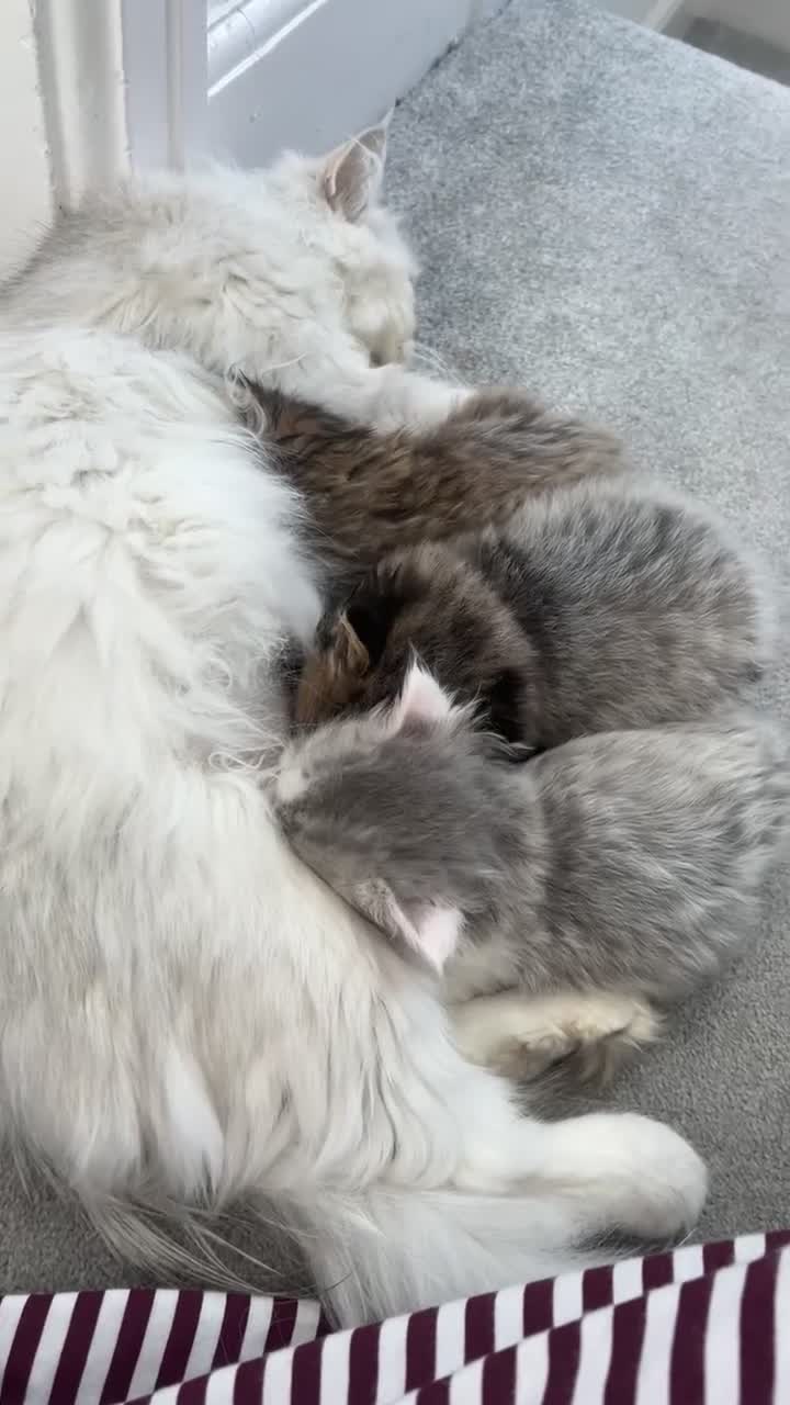 Mixed Breed cats for sale: Half Persian chinchilla and Taby mixed breed - Video 1