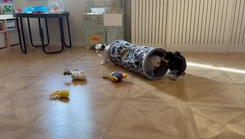 Maltipoo dogs for sale: 🌟 Korean Maltipoo rare colours – DNA tested 🌟 - Video 1