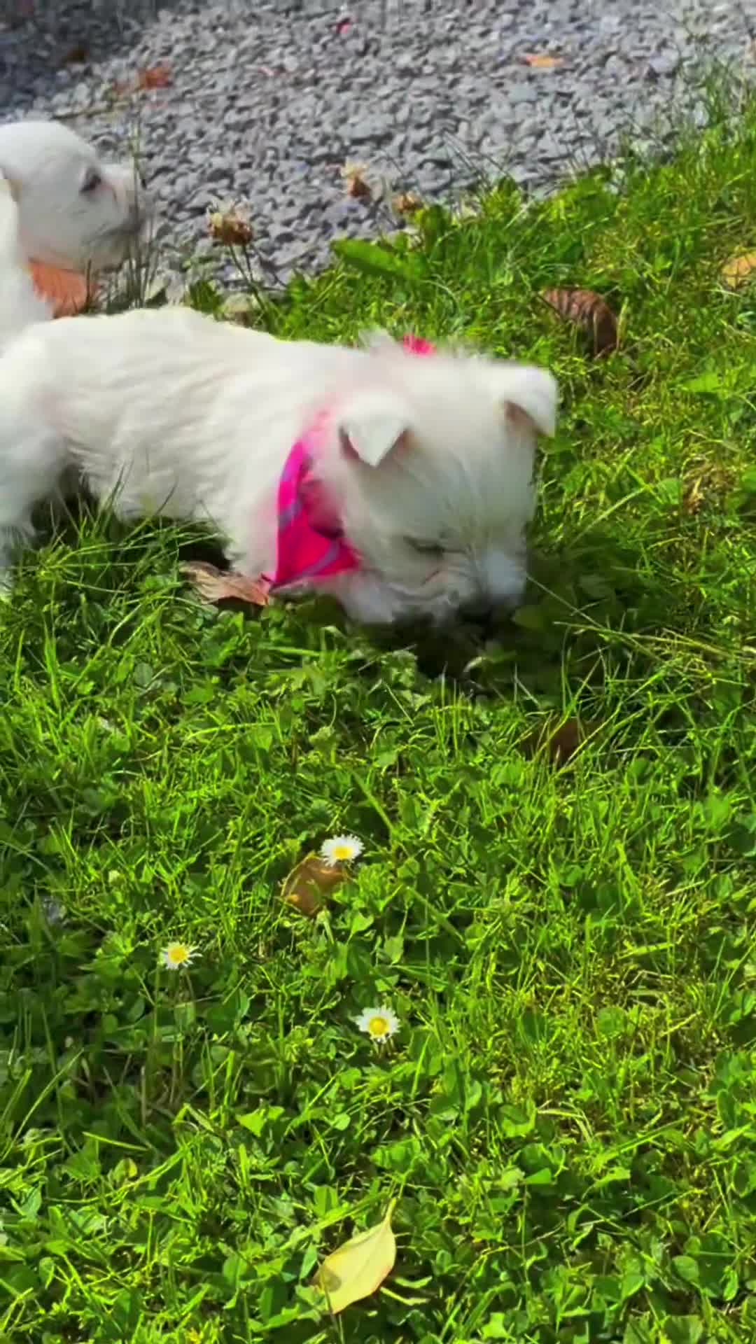 West Highland Terrier dogs for sale: Gorgeous Westie female puppies - Video 1