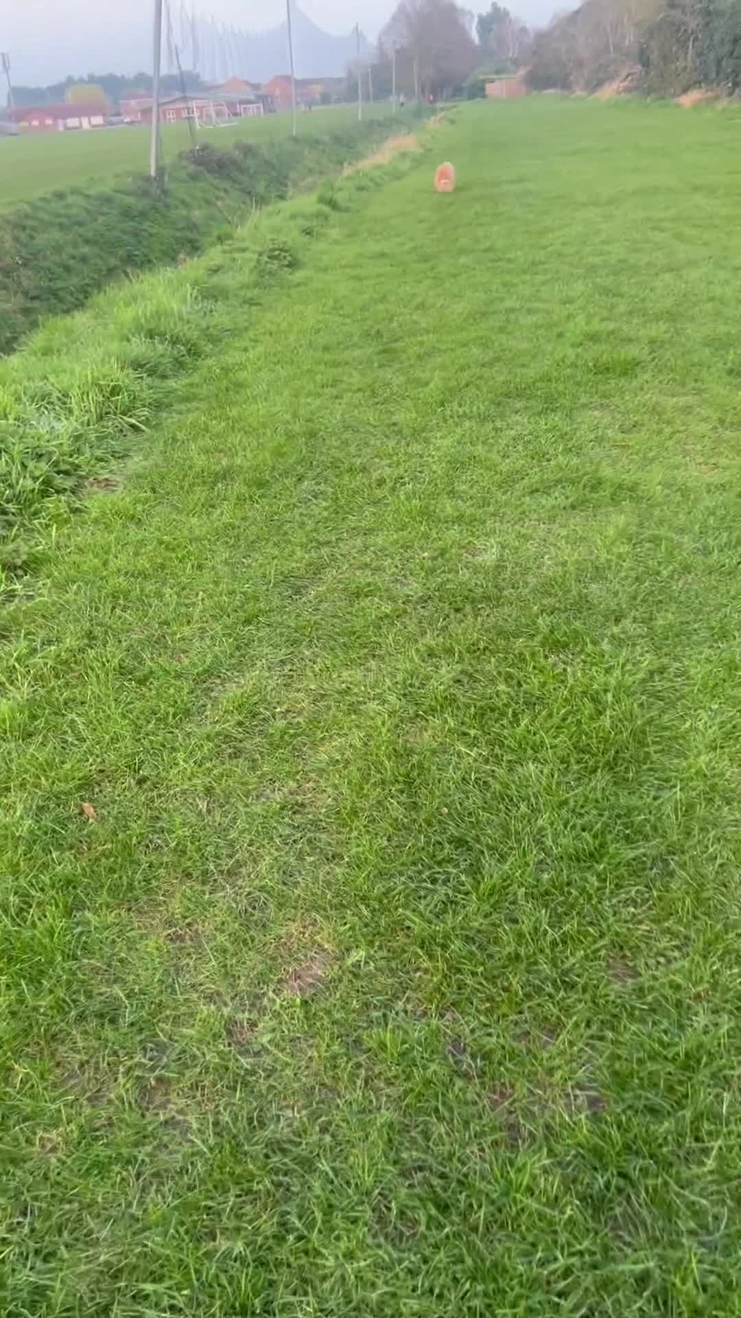 Pomeranian dogs for stud: Pomeranian KC registered  in Wisbech - Video 1