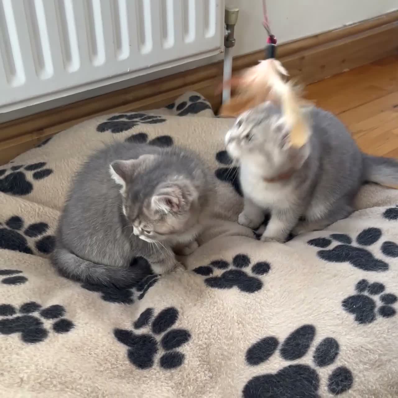 British Shorthair cats for sale: GCCF/TICA British Shorthair Kittens–Champion Lines - Video 1
