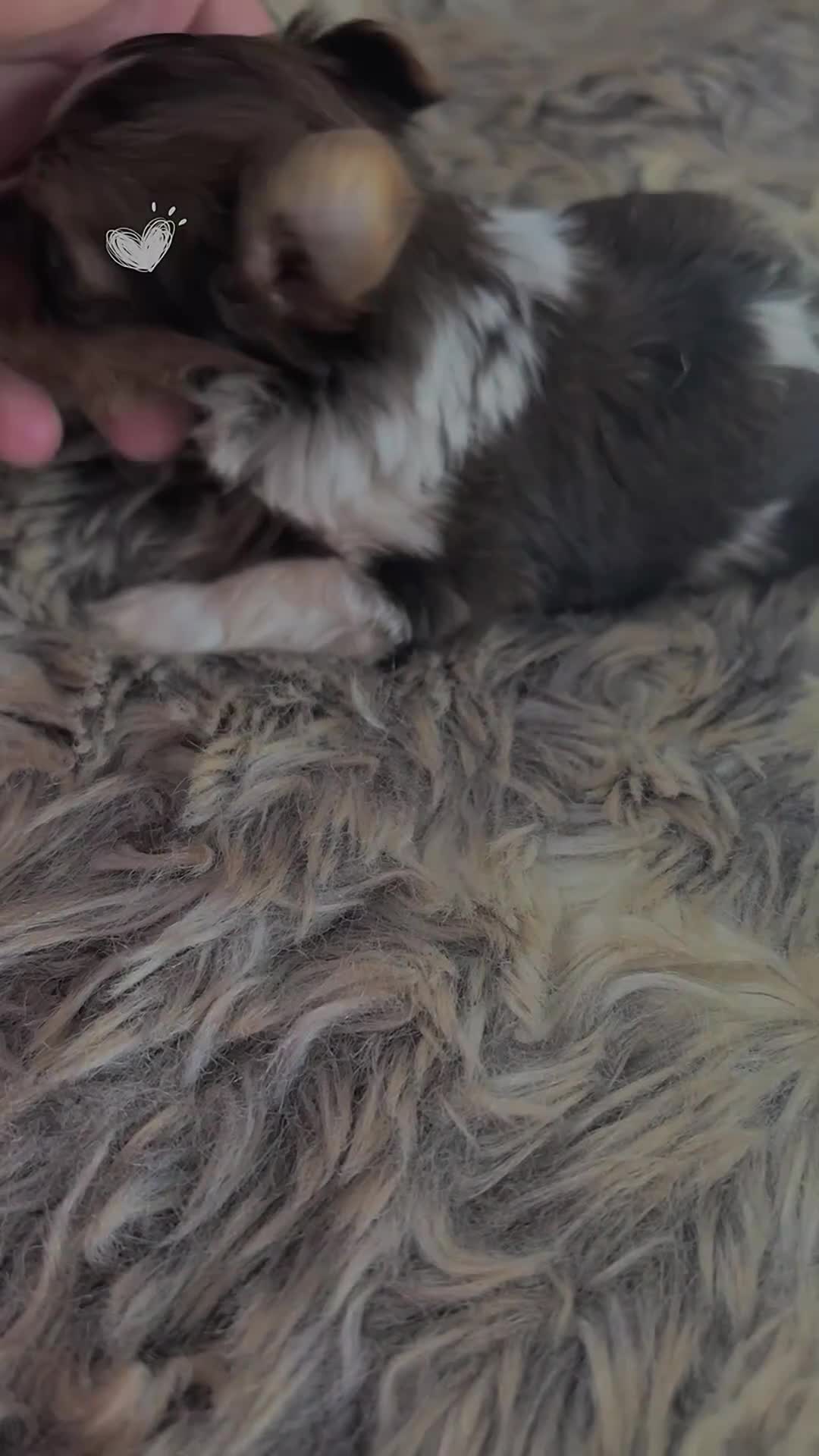 Yorkshire Terrier dogs for sale: 🌺Stunning Tiny Yorkie Girl 🌺 - Video 2