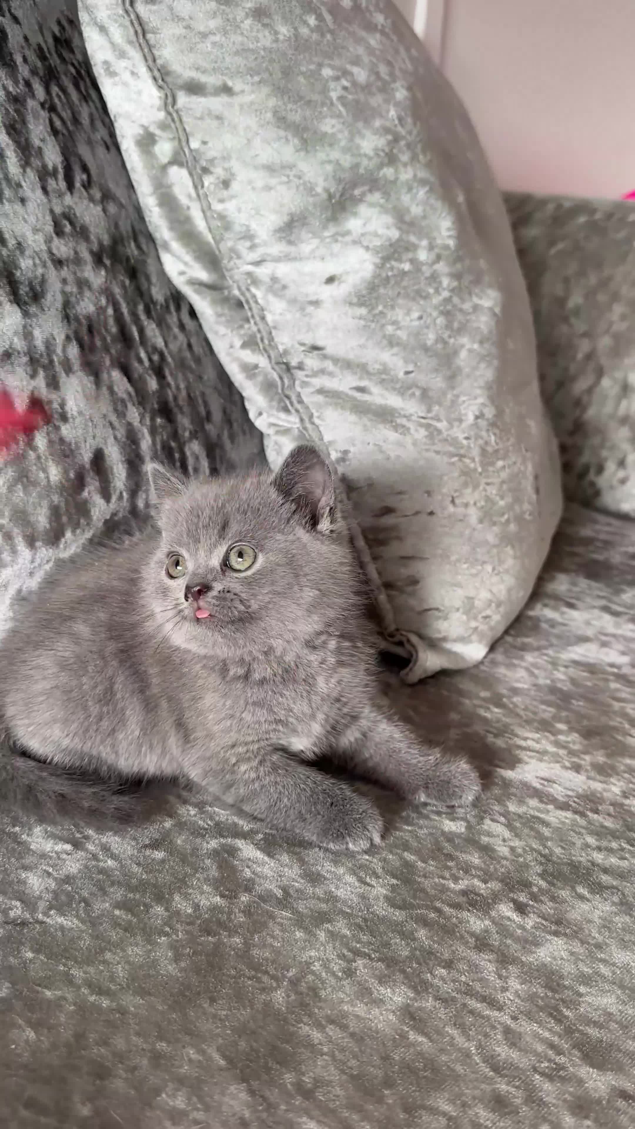 British Shorthair cats for sale: 🐻British Short Hair TICA REG LAST 1 AVAILABLE 🐻 - Video 3