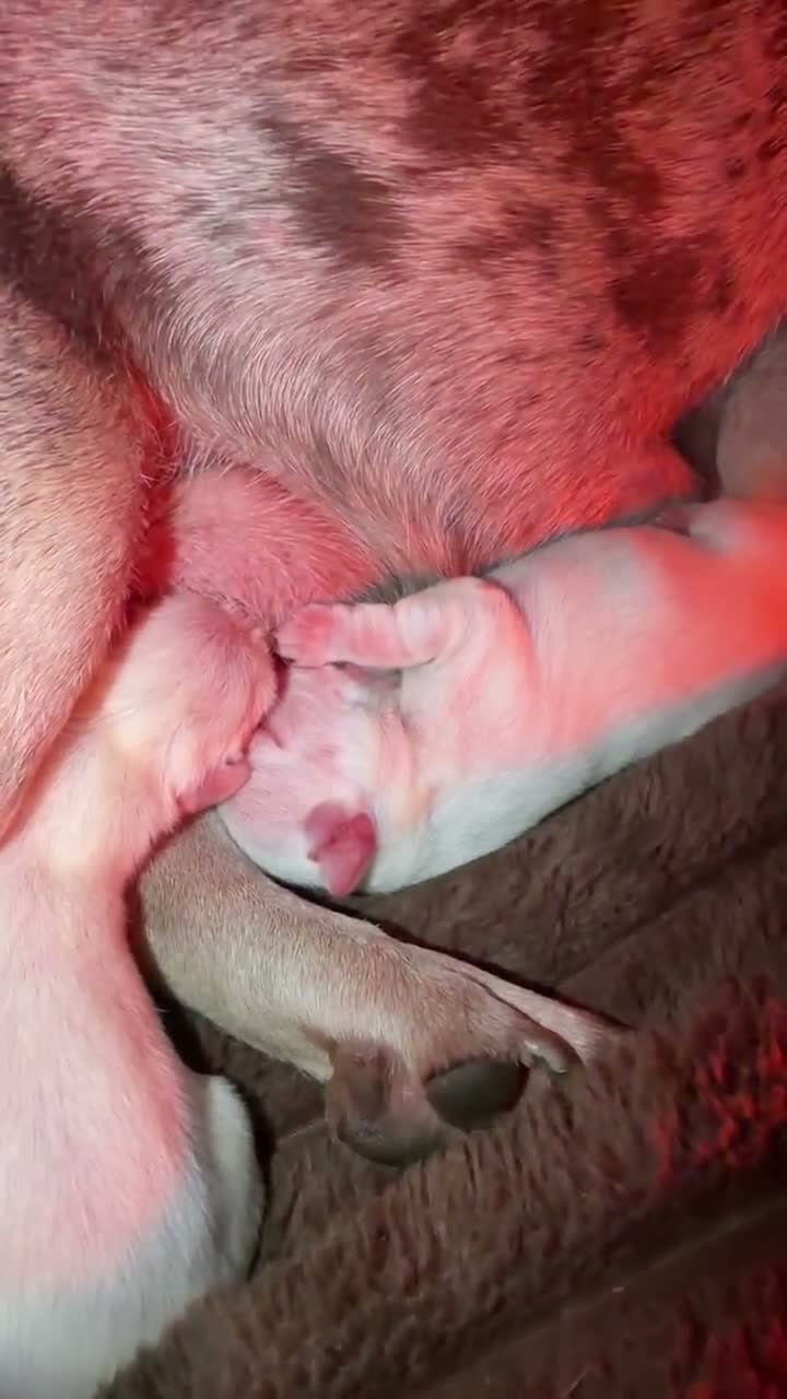 French Bulldog dogs for sale: 2 pink platinum frenchie girls  - Video 1