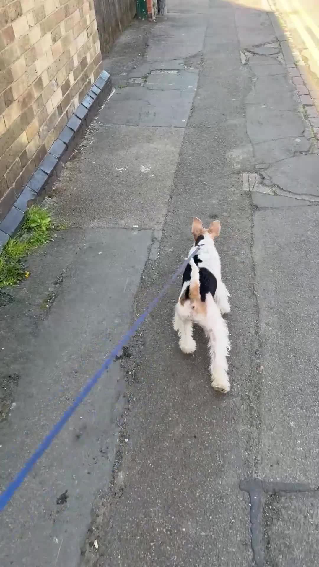 Fox Terrier dogs for sale: Young adult bitch. - Video 1