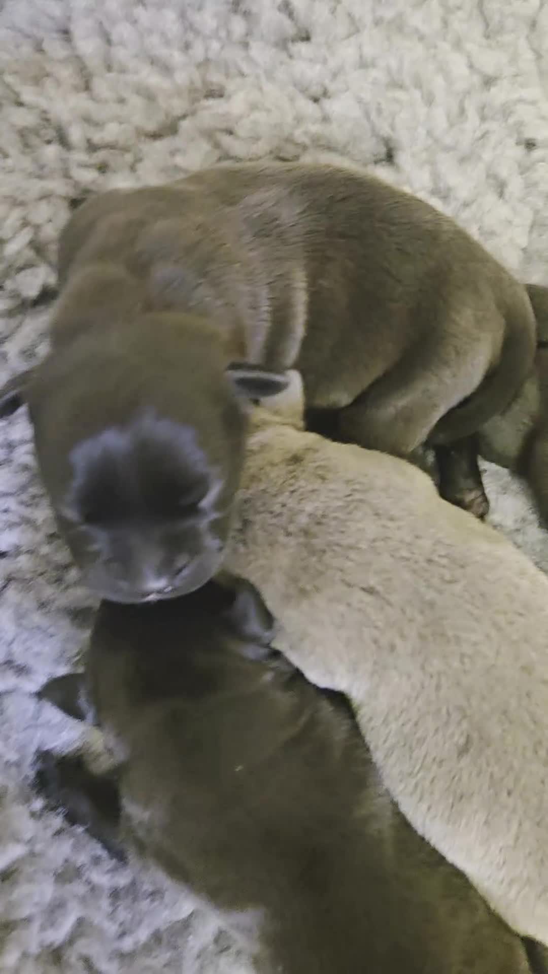 Staffordshire Bull Terrier dogs for sale: Beautiful Staffy Puppies (Blue and Black) - Video 1