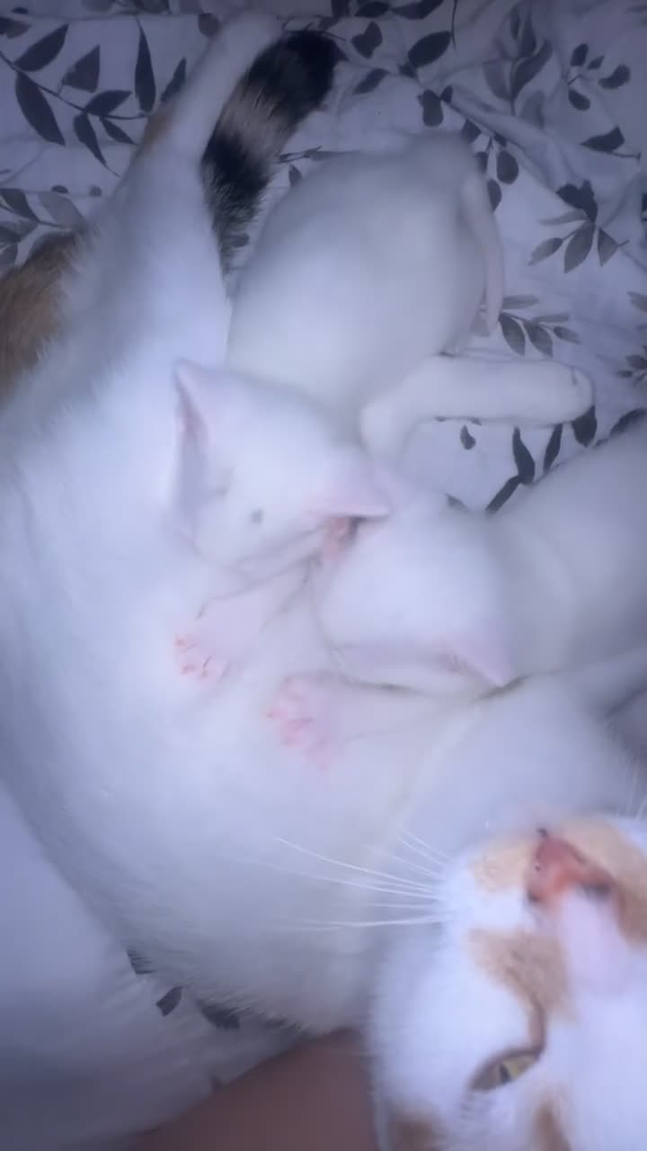 Mixed Breed cats for sale: 2 white kittens, one male & one female. in Burton-on-Trent - Video 1