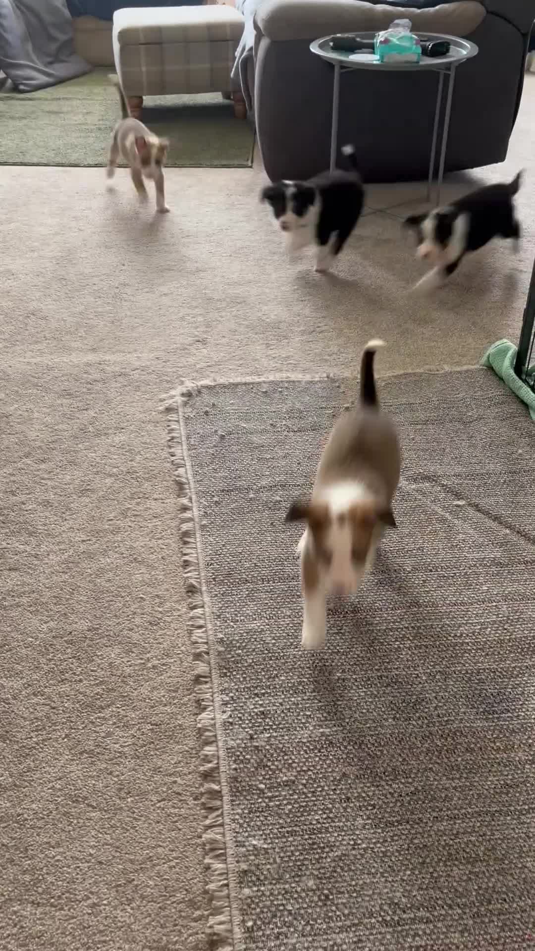 Border Collie dogs for sale: 5 Border collies puppies - Video 1