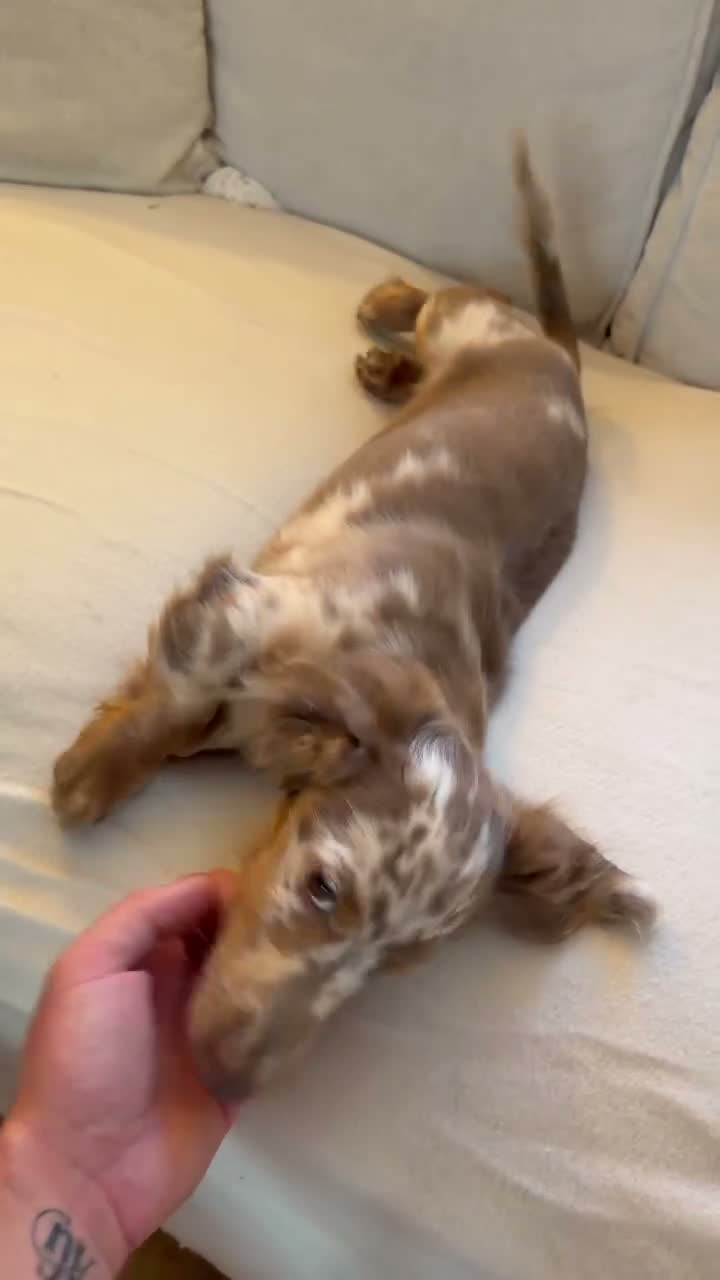 Miniature Dachshund dogs for sale: Male miniature dachshund  - Video 1