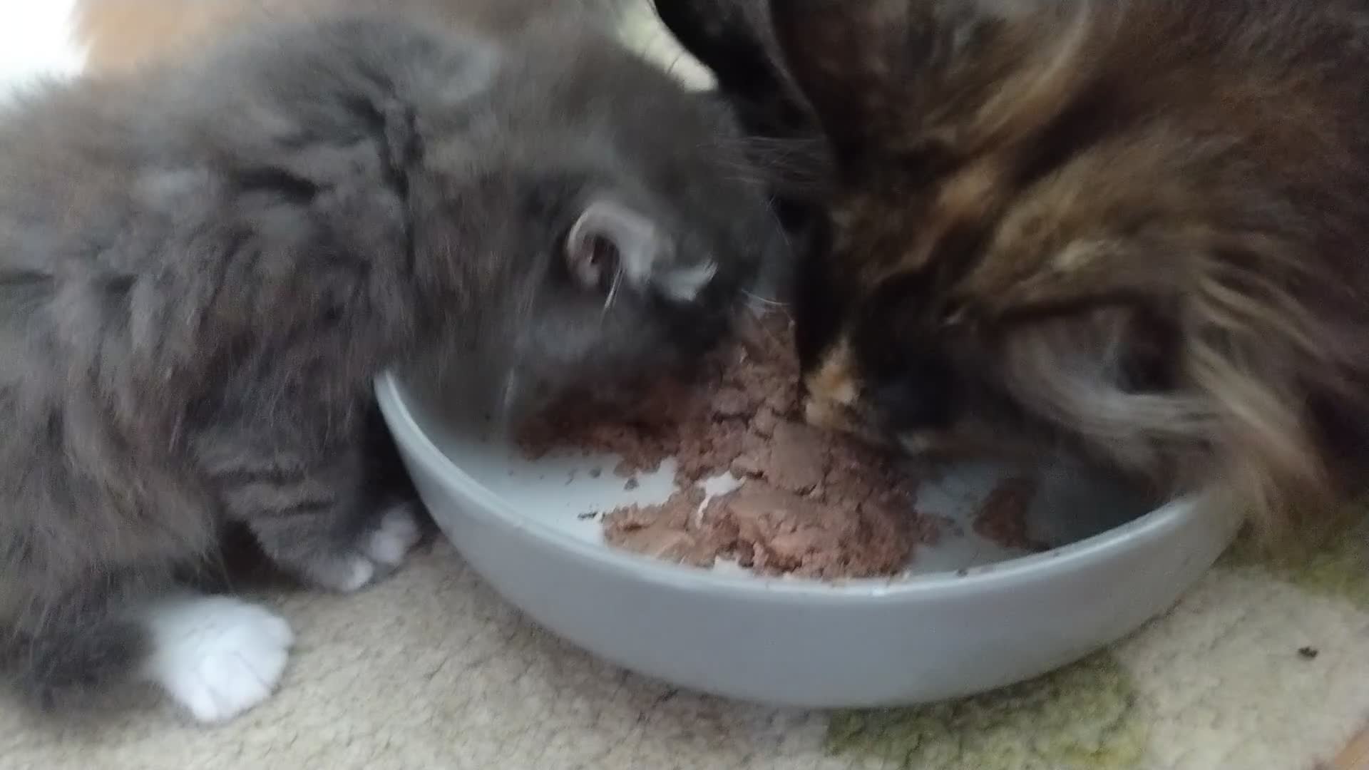 Norwegian Forest Cat cats for sale: Beautiful pedigree Norwegian Forest kittens  - Video 1