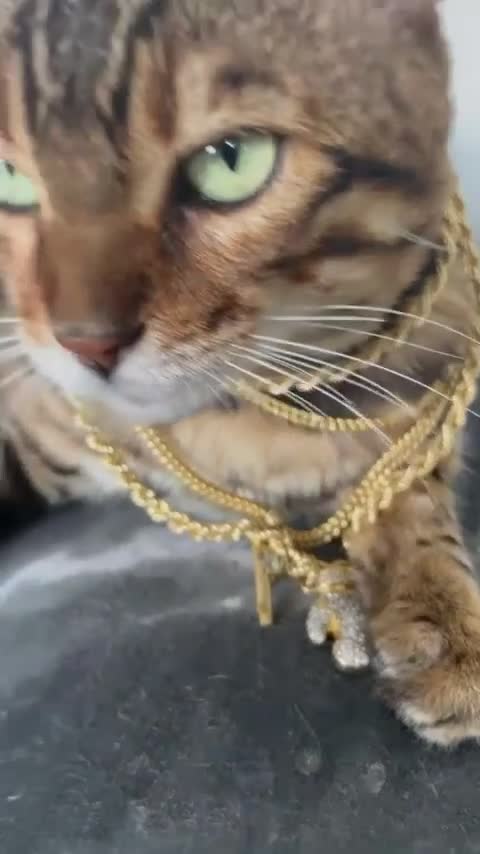Bengal cats for sale: TICA, GCCF Champion Bloodline Bengal Kittens in London - Video 2
