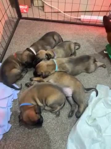 Belgian Shepherd Dog dogs for sale: belgian malinois Puppies - Video 2