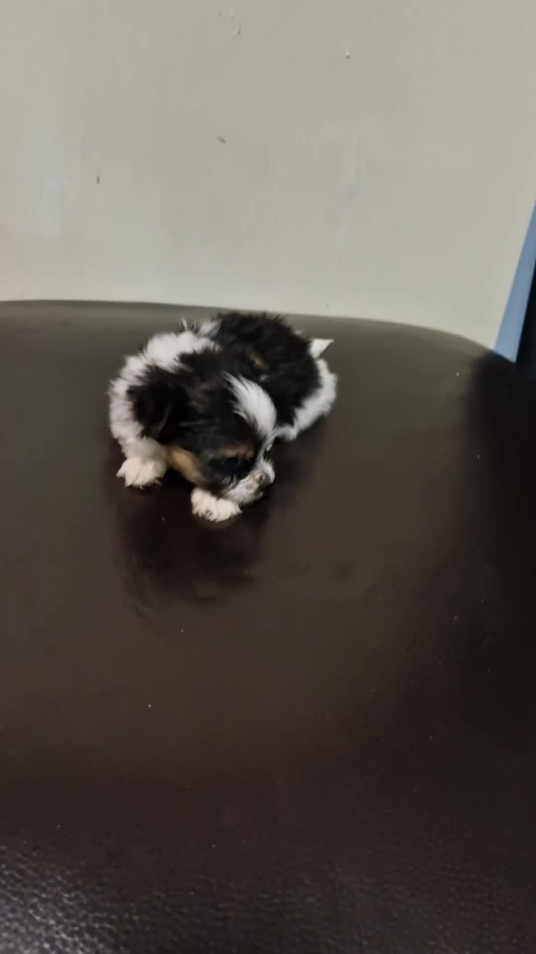Biewer Terrier dogs for sale: Pure Miniature Biewer Terrier Puppies - Video 3