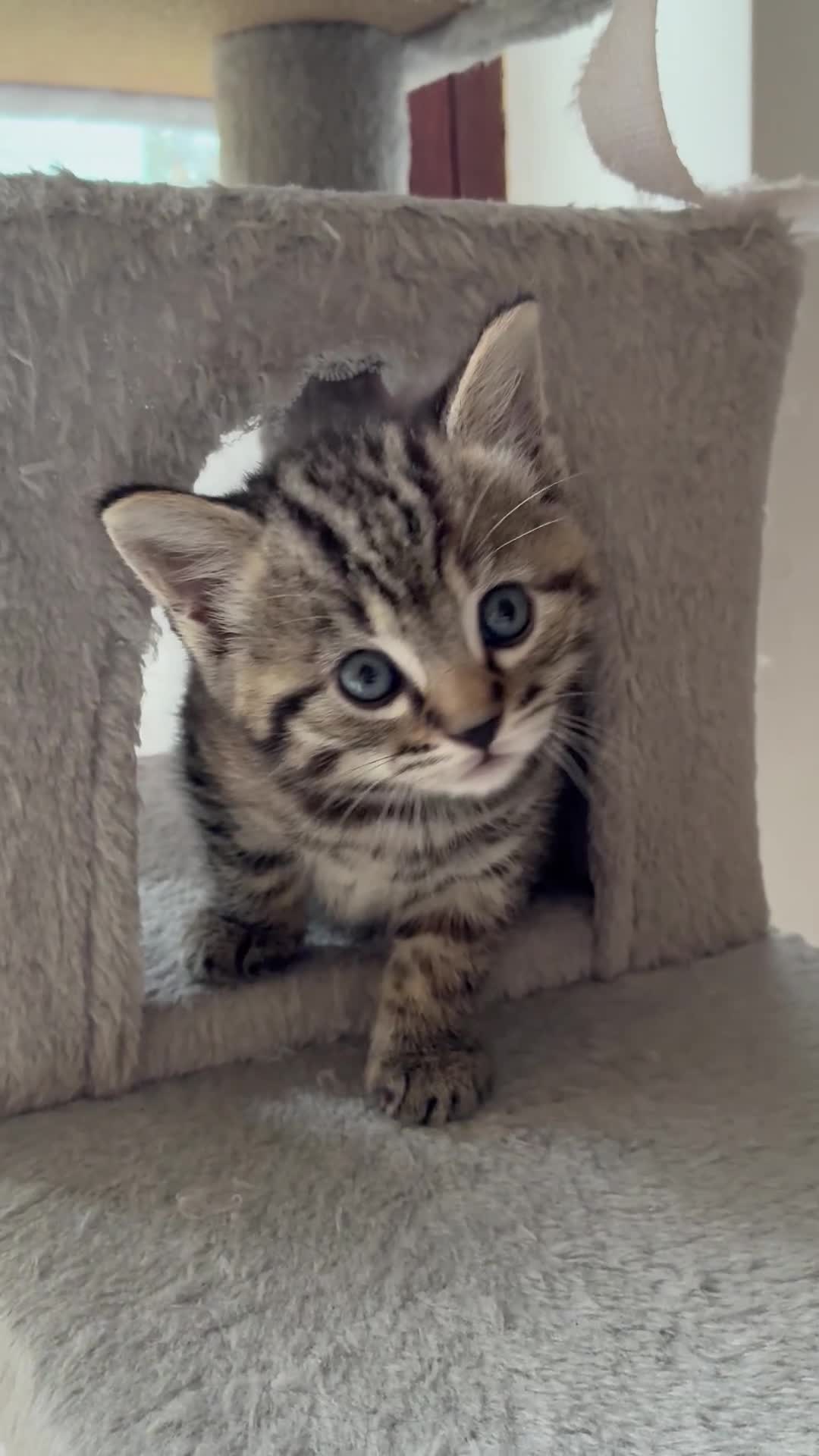 Mixed Breed cats for sale: Adorable Playful Happy Mixed breed kittens - Video 2