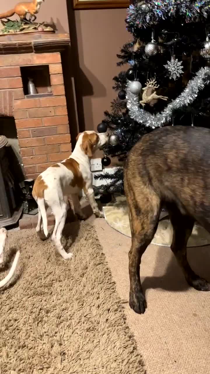 Pointer dogs for sale: Last Beautiful English Pointer - Video 1