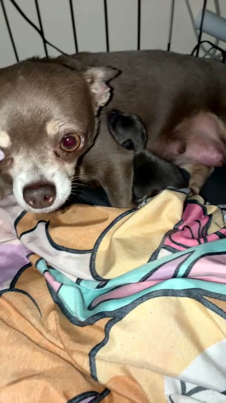 Chihuahua dogs for sale: Chihuahua in Hartlepool - Video 1