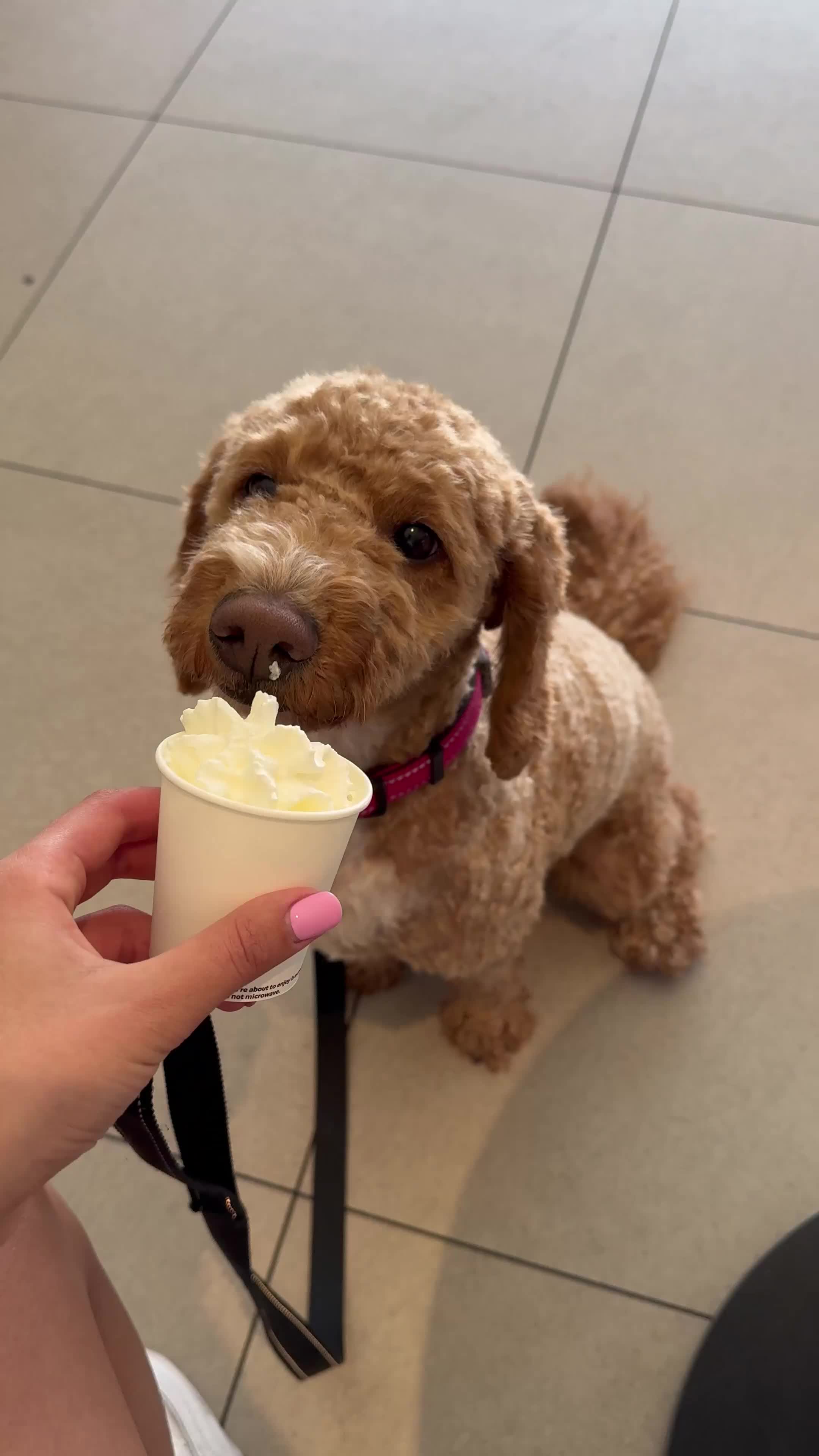 Cockapoo dogs for sale: Beautiful 3 year old female cockapoo - Video 1