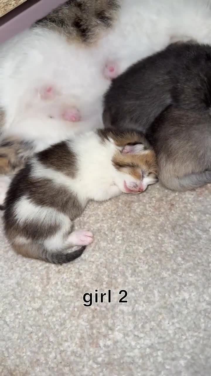 Scottish Fold cats for sale: 2 girl mixed scottish fold kittens  - Video 2