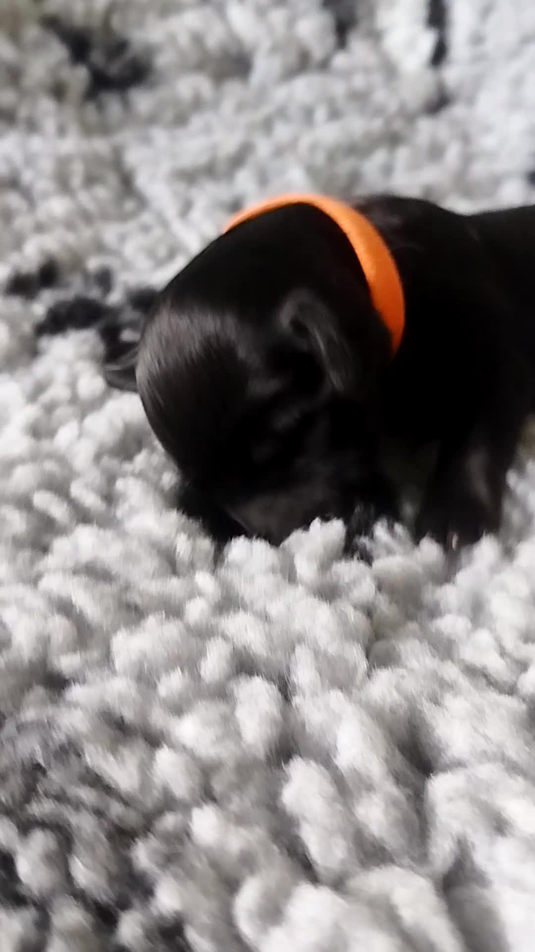Cockapoo dogs for sale: Chocolate drops - Video 4