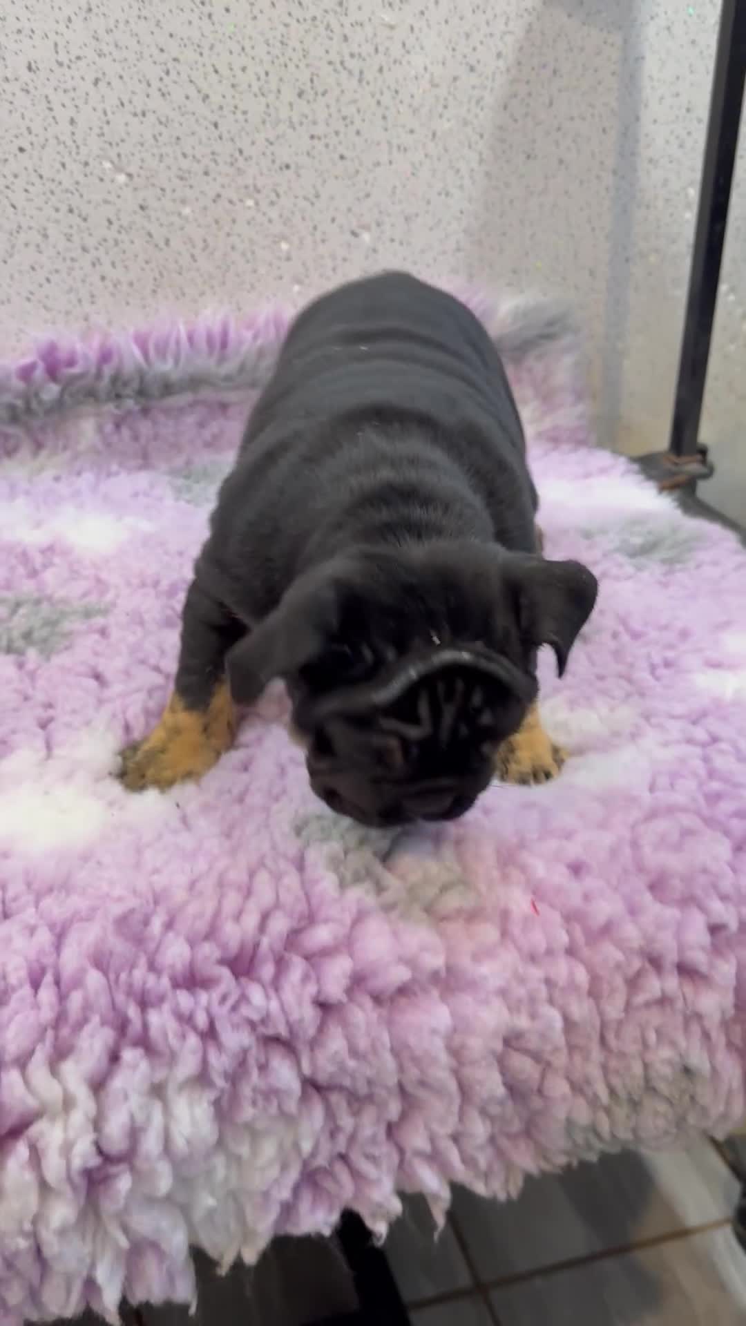 English Bulldog dogs for sale: English bulldog puppies  - Video 1
