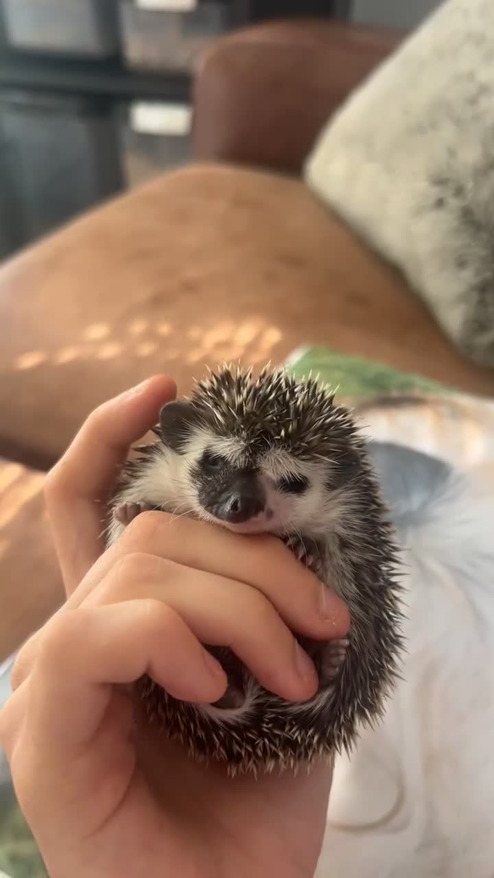 Pygmy Hedgehog rodents for sale: Gorgeous split face African Pygmy hedgehog - Video 3