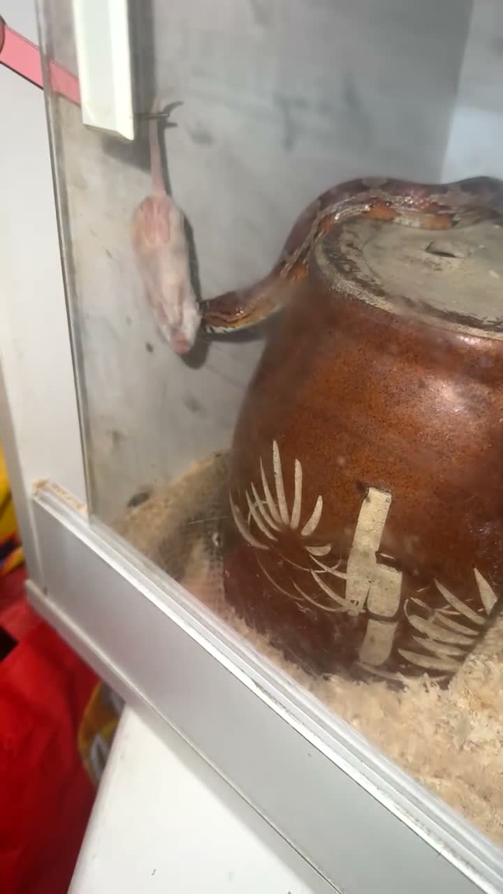 Corn Snake reptiles for sale: Corn snake for free  in Sheffield - Video 2