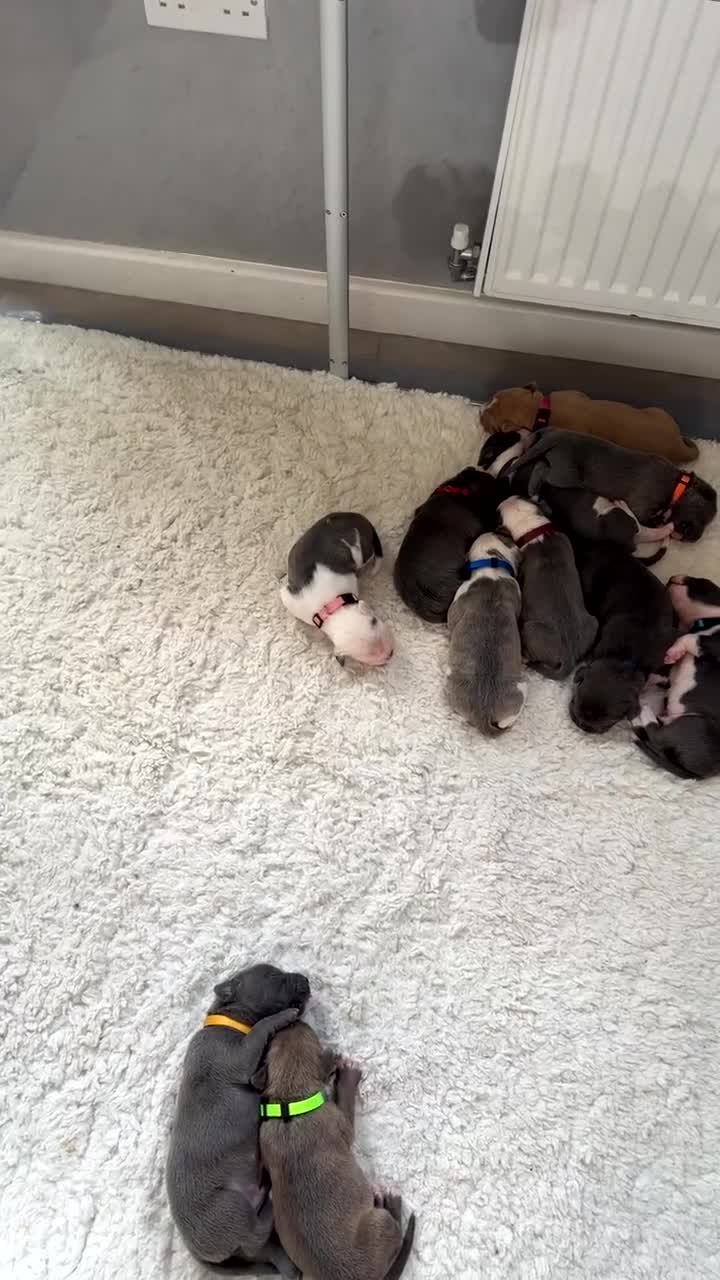 Mixed Breed dogs for sale: Staffy x mastiff mix  - Video 1