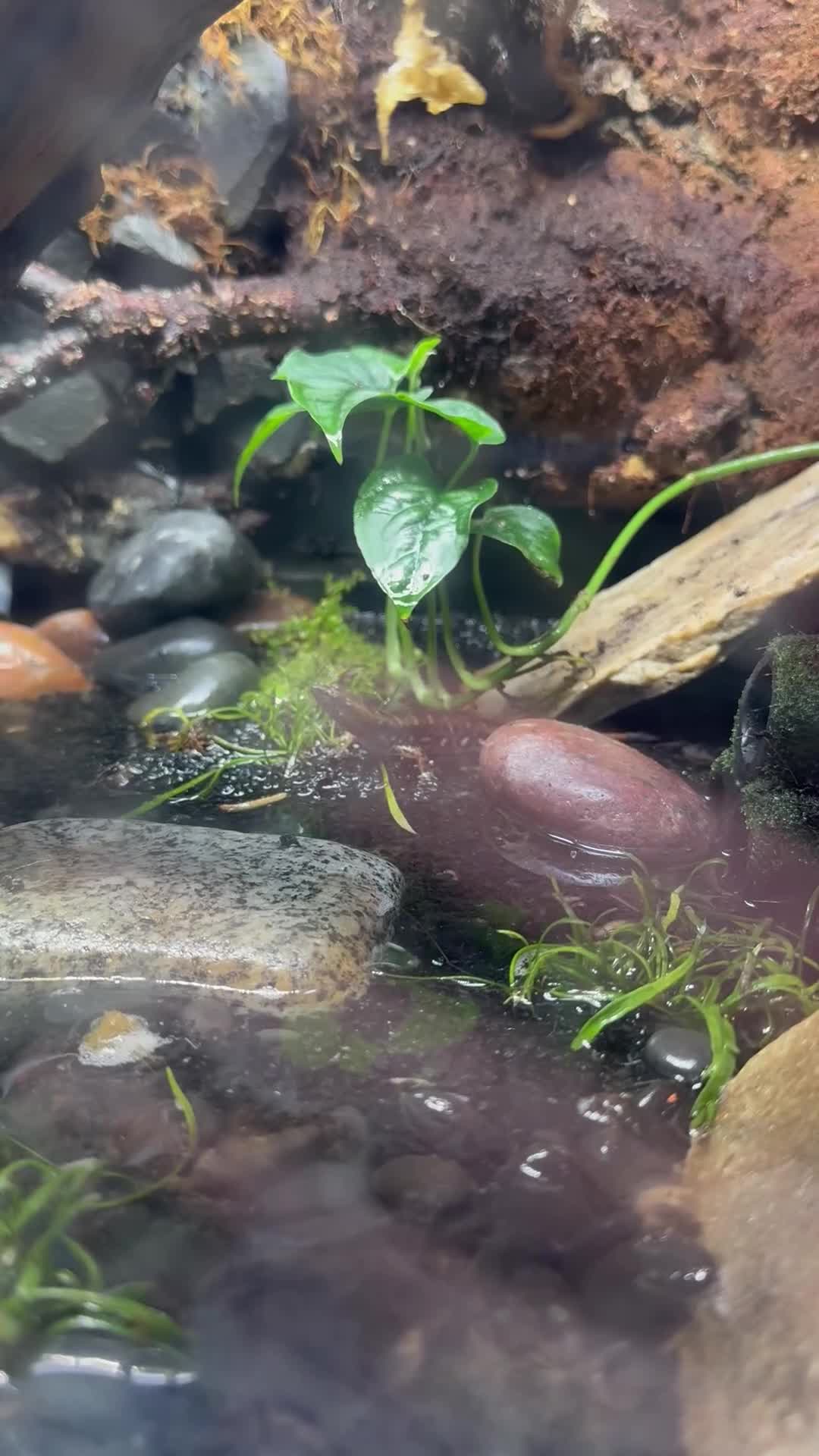 Skink reptiles for sale: Smooth Scaled Water Skinks - Video 1