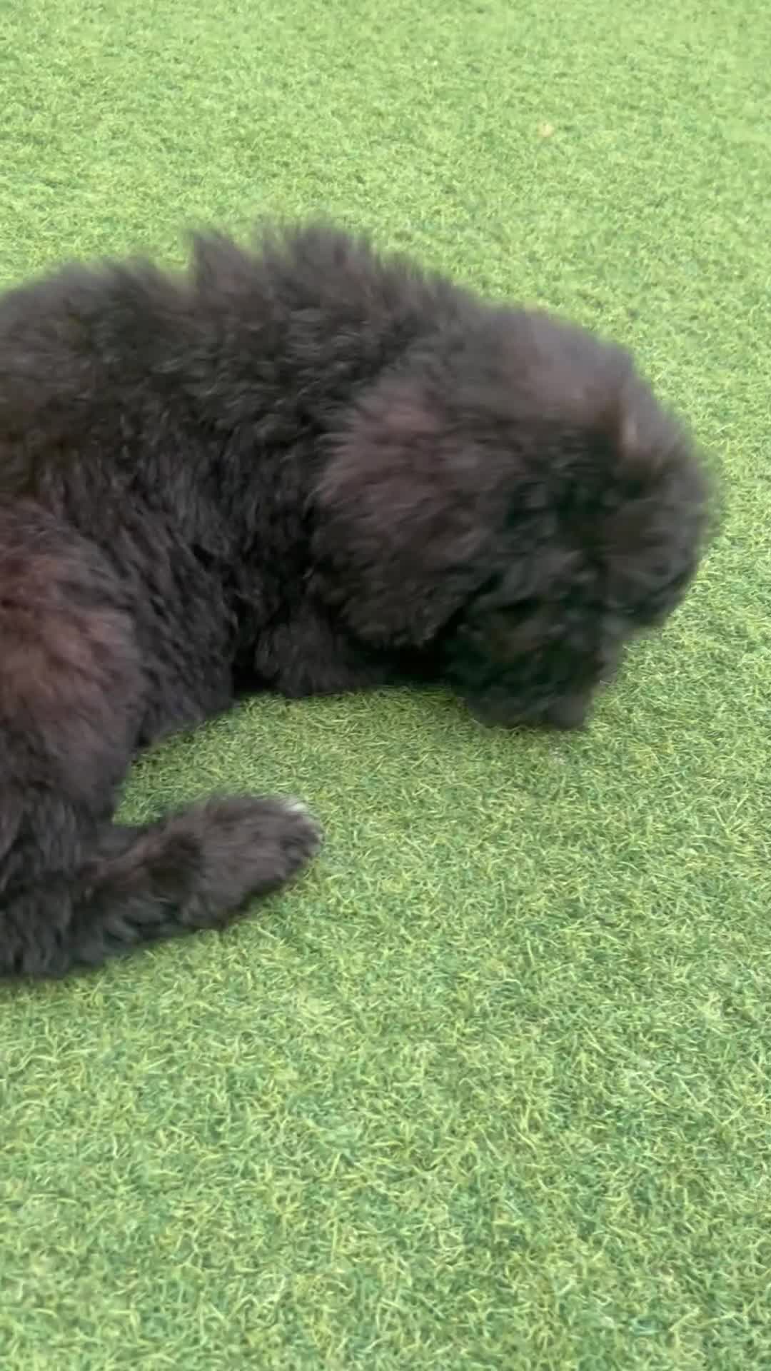 Labradoodle dogs for sale: Chunky health tested f1bb standard labradoodles  - Video 2