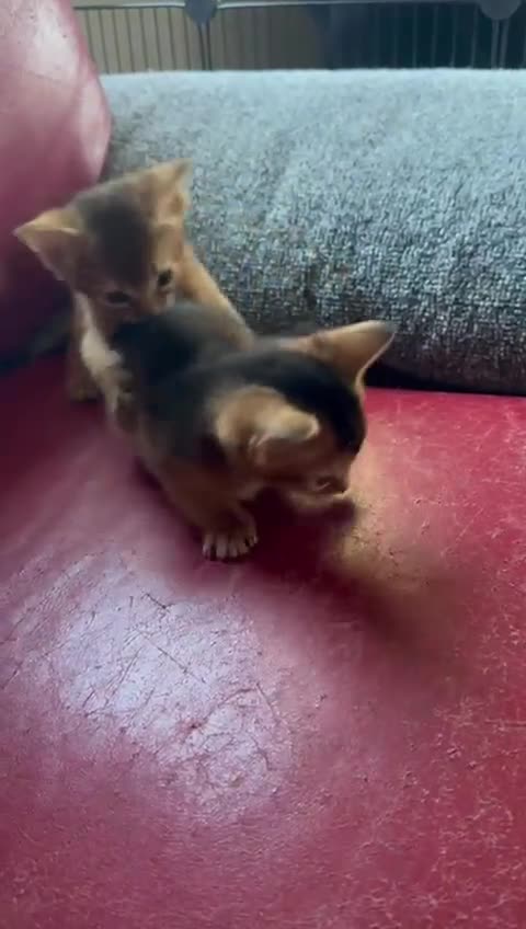Abyssinian cats for sale: Gorgeous Abyssinian kittens  - Video 2