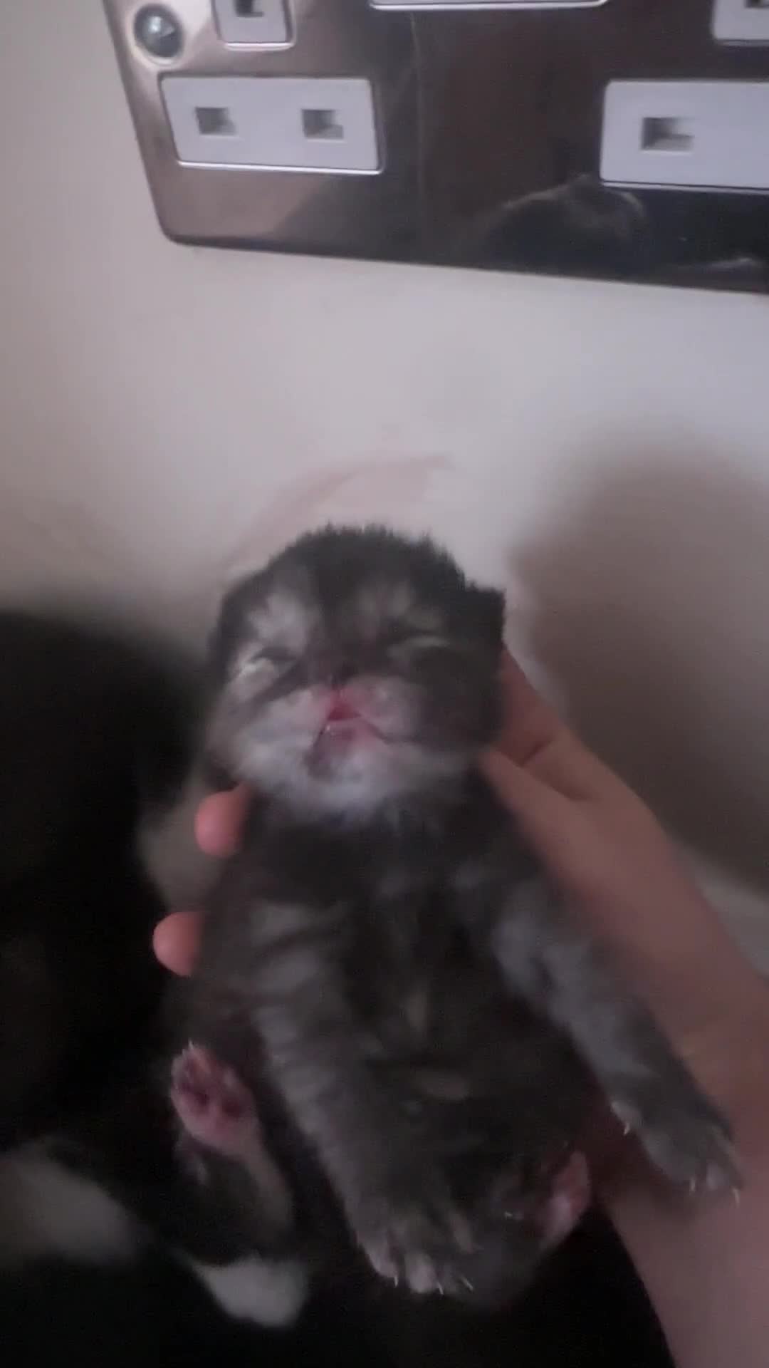 Domestic Shorthair cats for sale: Tuxedo Mum & 6 kittens home needed foster or 4ever - Video 4